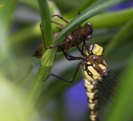 Common  Hawker