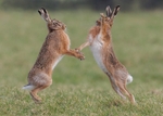 Brown Hare