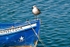 Bird on Bow