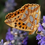 Queen of Spain fritillary (Isoria lathonia) ♀