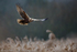Marsh Harrier (Circus aeruginosus) female landing