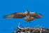 0A3A5015 Lift Off