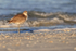 Willet standing still on beach, Fort De Soto, Florida