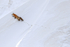 Red Fox footprints in snow, Hayden Valley, Yellowstone National Park