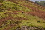 British Fell Relay-4210