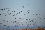 Dark-bellied Brent Geese