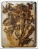 Decaying Tulips in a tin