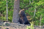 Brown Bear