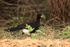 Bare-faced Curassow (male), Porto Jofre, Mato Grosso, Brazil