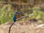 October 2022 - Kingfisher