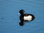 Tufted Duck