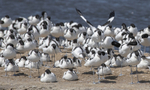 Pied Avocet