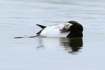 Long-tailed Duck preening, Iceland