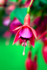 Flower - Fuchsia - DSC_4307_00033