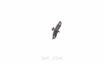 BPP_8544