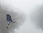 Great Blue Heron in fog