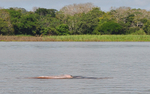 Amazon river delphin
