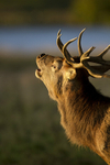 Red deer, Stag