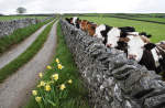 Peeping Cows