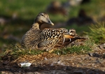 Female eider duck with chick 2419