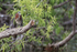 Green Heron waiting, Venice Rookery, Florida
