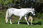 Class 13: M & M Large Breeds portfolio