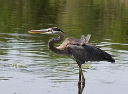 Great Blue Heron _0074
