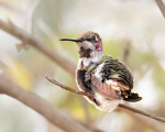 Anna's preening - 2