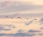 CRANES OVER BIG CREEK, 2019 - LONG POINT MARSH