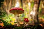 z3524 A Fairies Seat, Parkhurst Forest