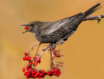 Ring Ouzel
