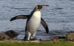 King Penguins Grytviken South Georgia