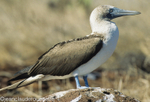 Blue-footed Booby (Isabela island)