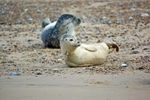 Common Seals
