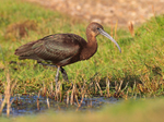 Glossy Ibis at Stanpit Marsh