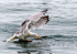 Seagull