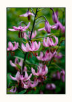 Lilium martagon 3