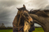 Into the World of Horses