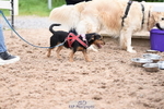 Cls 1 Cutest Puppy portfolio