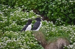 Razorbills