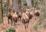 Deer - D75_1086 A3