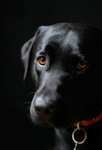 Charlie