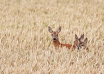 Roe Deer _ AGTO193