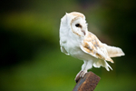September - Barn Owl, Arley