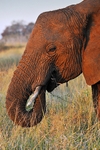 Swaziland portfolio