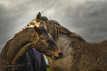 Into the World of Horses