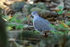 White-tipped Dove, Osa Peninsula, Costa Rica