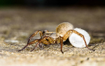 Female house spider with egg case