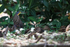 Bare-throated Tiger-Heron catches crab, Drake Bay, Costa Rica