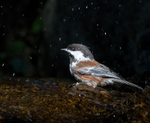 Chestnut-backed Chickadee